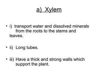 a) Xylem
• i) transport water and dissolved minerals
from the roots to the stems and
leaves.
• ii) Long tubes.
• iii) Have a thick and strong walls which
support the plant.
 