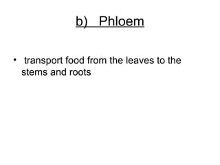 b) Phloem
• transport food from the leaves to the
stems and roots
 