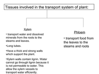 Tissues involved in the transport system of plant:
Xylem
• transport water and dissolved
minerals from the roots to the
steams and leaves.
•Long tubes.
•Have a thick and strong walls
which support the plant.
•Xylem walls contain lignin. Water
cannot go through lignin because it
is not permeable to water. This
allow the xylem vessels to
transport water efficiently.
Phloem
• transport food from
the leaves to the
steams and roots
 