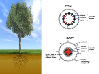 STEM
ROOT
 