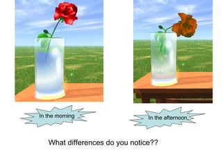 In the morning In the afternoon
What differences do you notice??
 