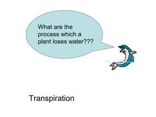 What are the
process which a
plant loses water???
Transpiration
 