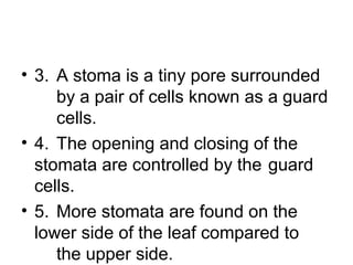 • 3. A stoma is a tiny pore surrounded
by a pair of cells known as a guard
cells.
• 4. The opening and closing of the
stomata are controlled by the guard
cells.
• 5. More stomata are found on the
lower side of the leaf compared to
the upper side.
 