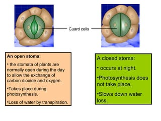 An open stoma:
• the stomata of plants are
normally open during the day
to allow the exchange of
carbon dioxide and oxygen.
•Takes place during
photosynthesis.
•Loss of water by transpiration.
A closed stoma:
• occurs at night.
•Photosynthesis does
not take place.
•Slows down water
loss.
Guard cells
 