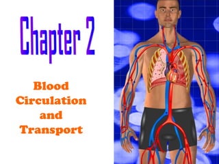 Blood
Circulation
and
Transport
 