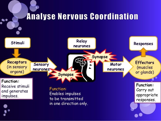 How are nerve impulses transmitted across the synapse How are nerve impulses transmitted across the synapse
