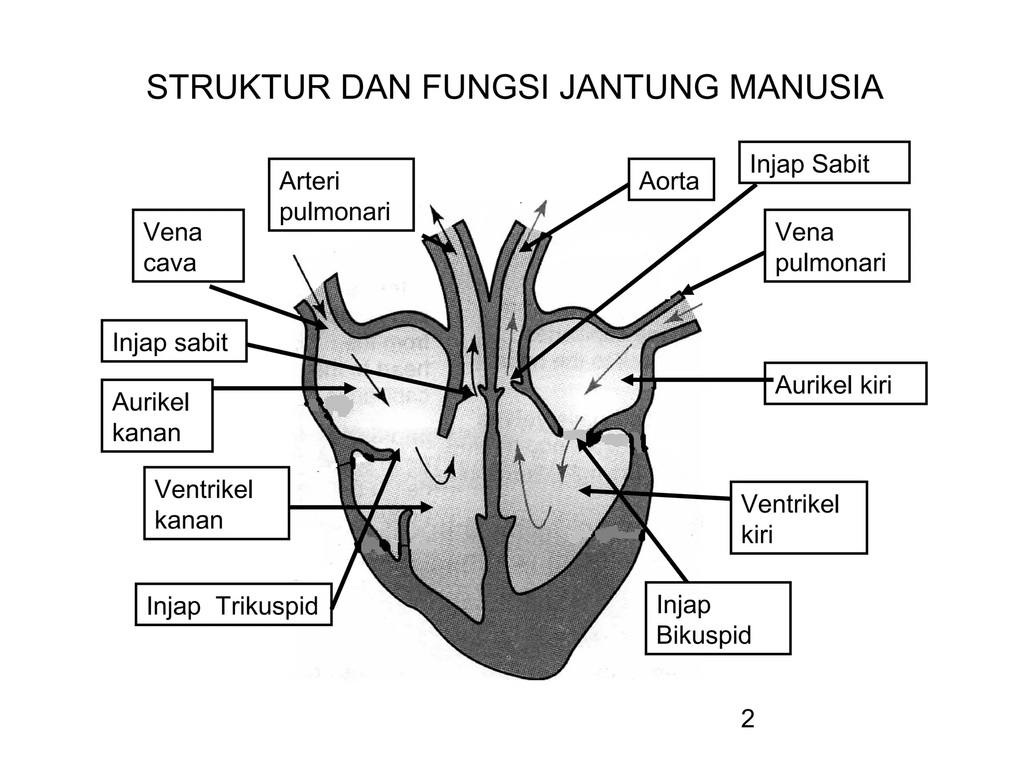 Injap Chapter 2.1 blood circulation revised 2010 - nota pelajar | PPT