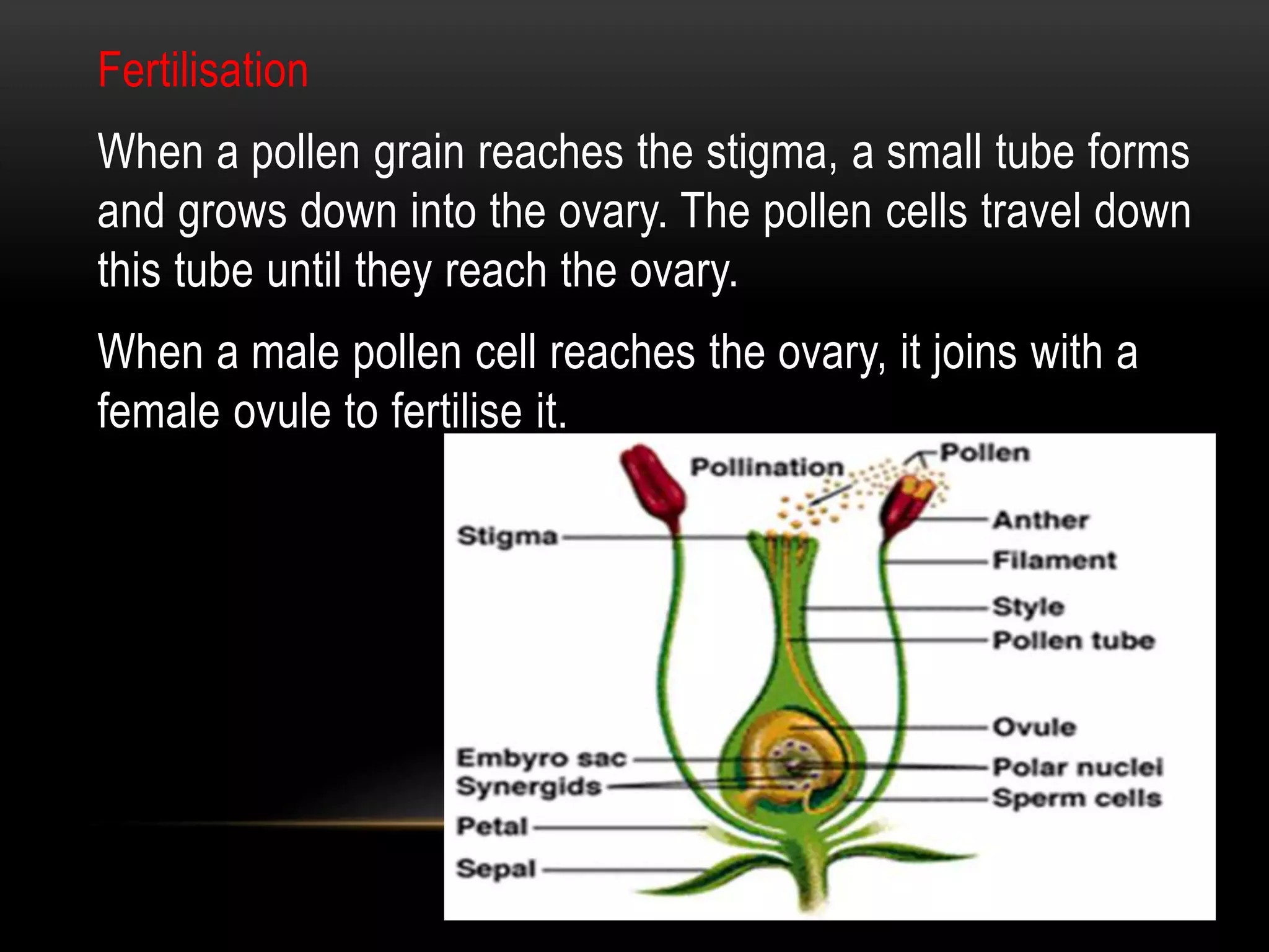 reproduction in flowering plants | PPTX
