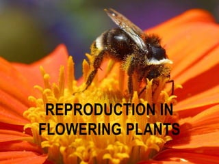 REPRODUCTION IN 
FLOWERING PLANTS 
 