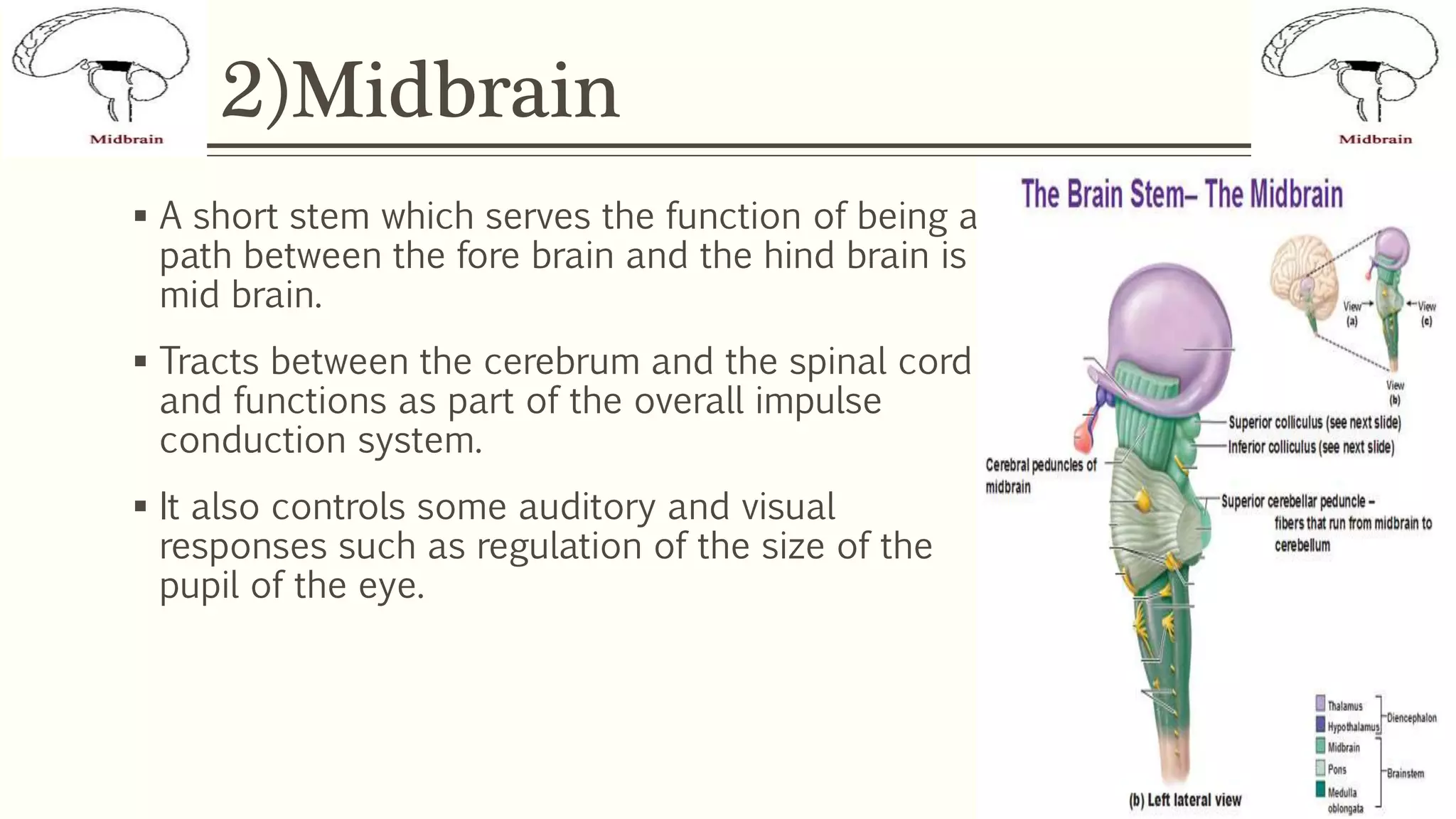 2)Midbrain
 A short stem which serves the function of being a
path between the fore brain and the hind brain is
mid brain.
 Tracts between the cerebrum and the spinal cord
and functions as part of the overall impulse
conduction system.
 It also controls some auditory and visual
responses such as regulation of the size of the
pupil of the eye.
 