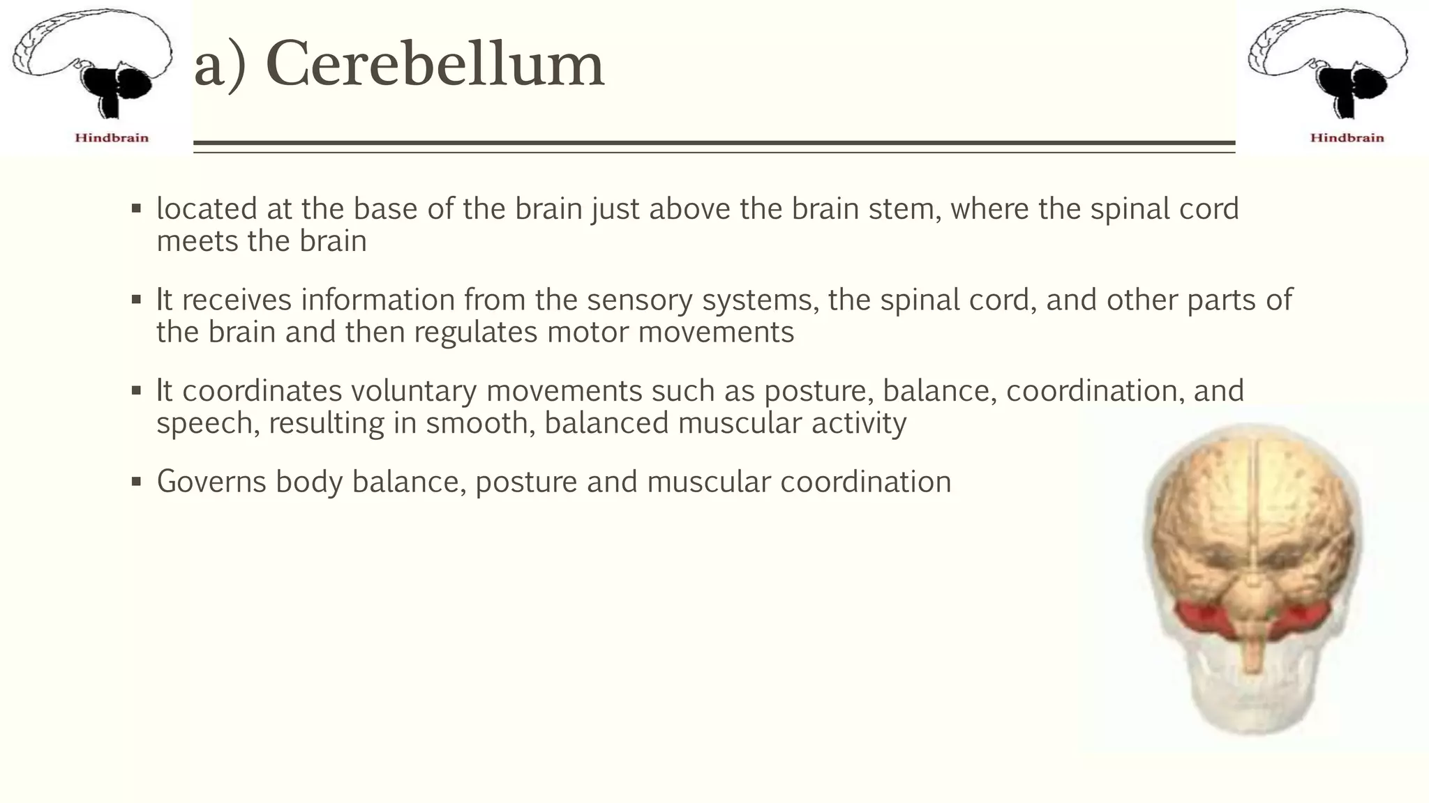 a) Cerebellum
 located at the base of the brain just above the brain stem, where the spinal cord
meets the brain
 It receives information from the sensory systems, the spinal cord, and other parts of
the brain and then regulates motor movements
 It coordinates voluntary movements such as posture, balance, coordination, and
speech, resulting in smooth, balanced muscular activity
 Governs body balance, posture and muscular coordination
 