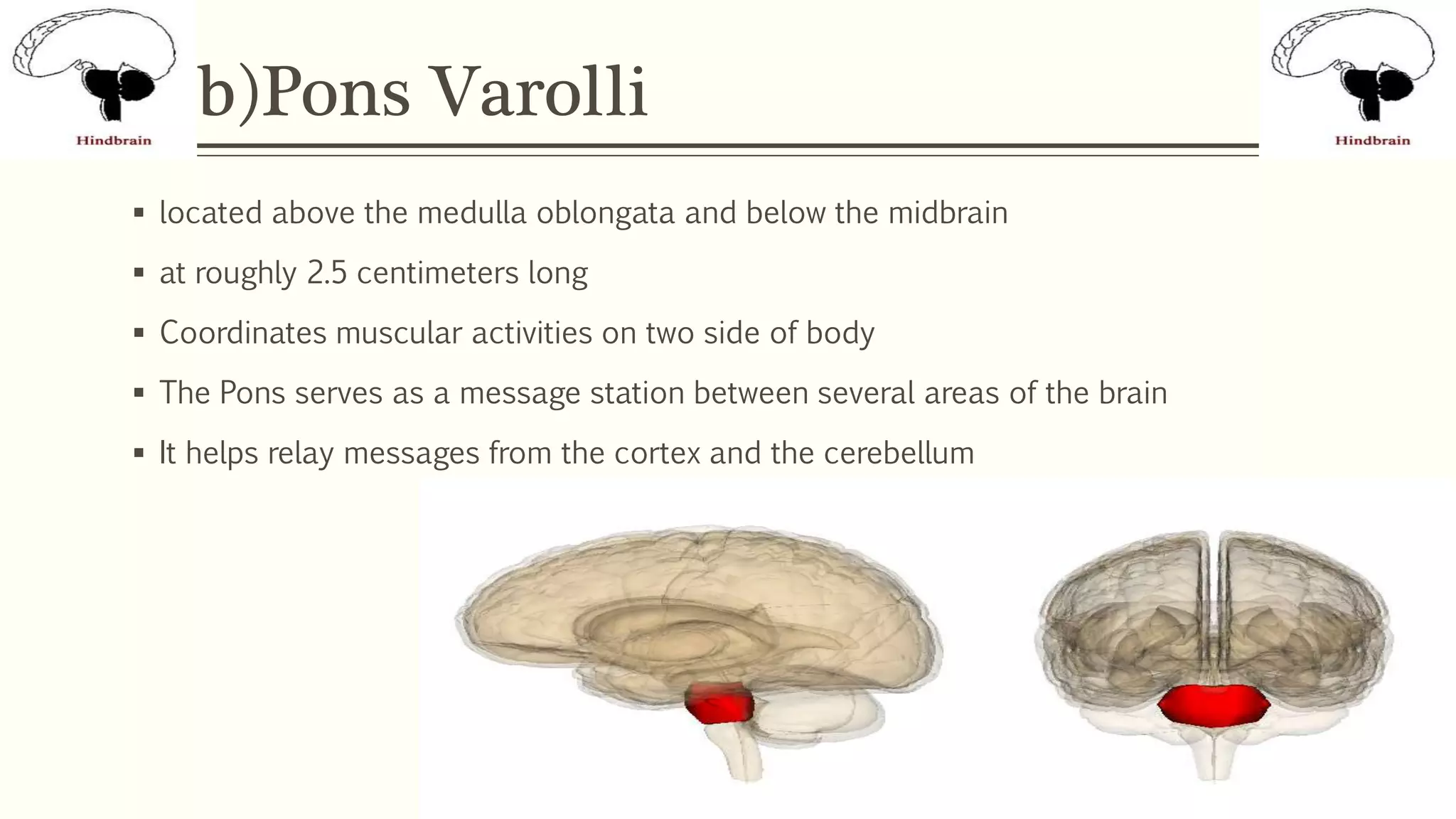 b)Pons Varolli
 located above the medulla oblongata and below the midbrain
 at roughly 2.5 centimeters long
 Coordinates muscular activities on two side of body
 The Pons serves as a message station between several areas of the brain
 It helps relay messages from the cortex and the cerebellum
 