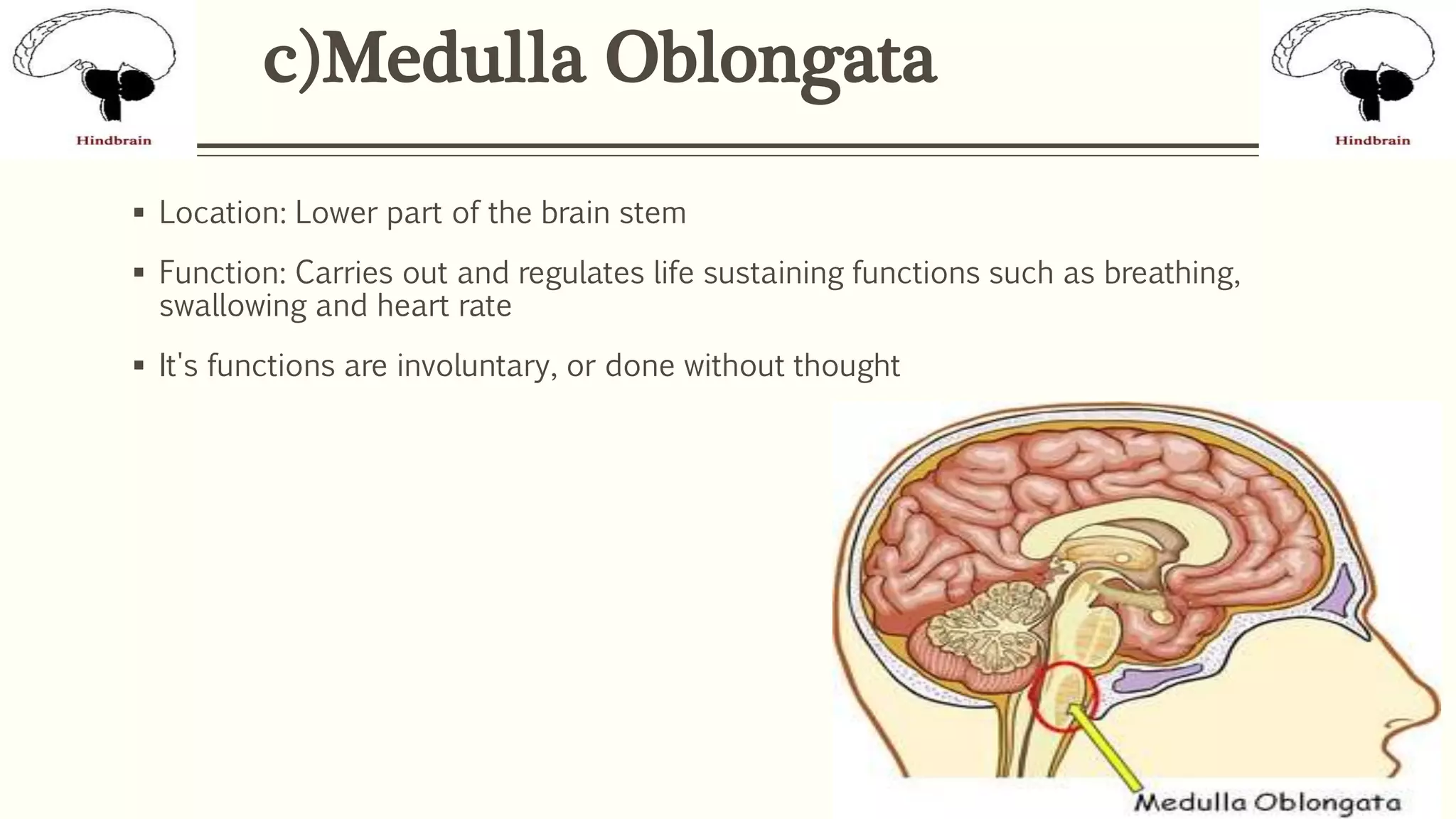 c)Medulla Oblongata
 Location: Lower part of the brain stem
 Function: Carries out and regulates life sustaining functions such as breathing,
swallowing and heart rate
 It's functions are involuntary, or done without thought
 