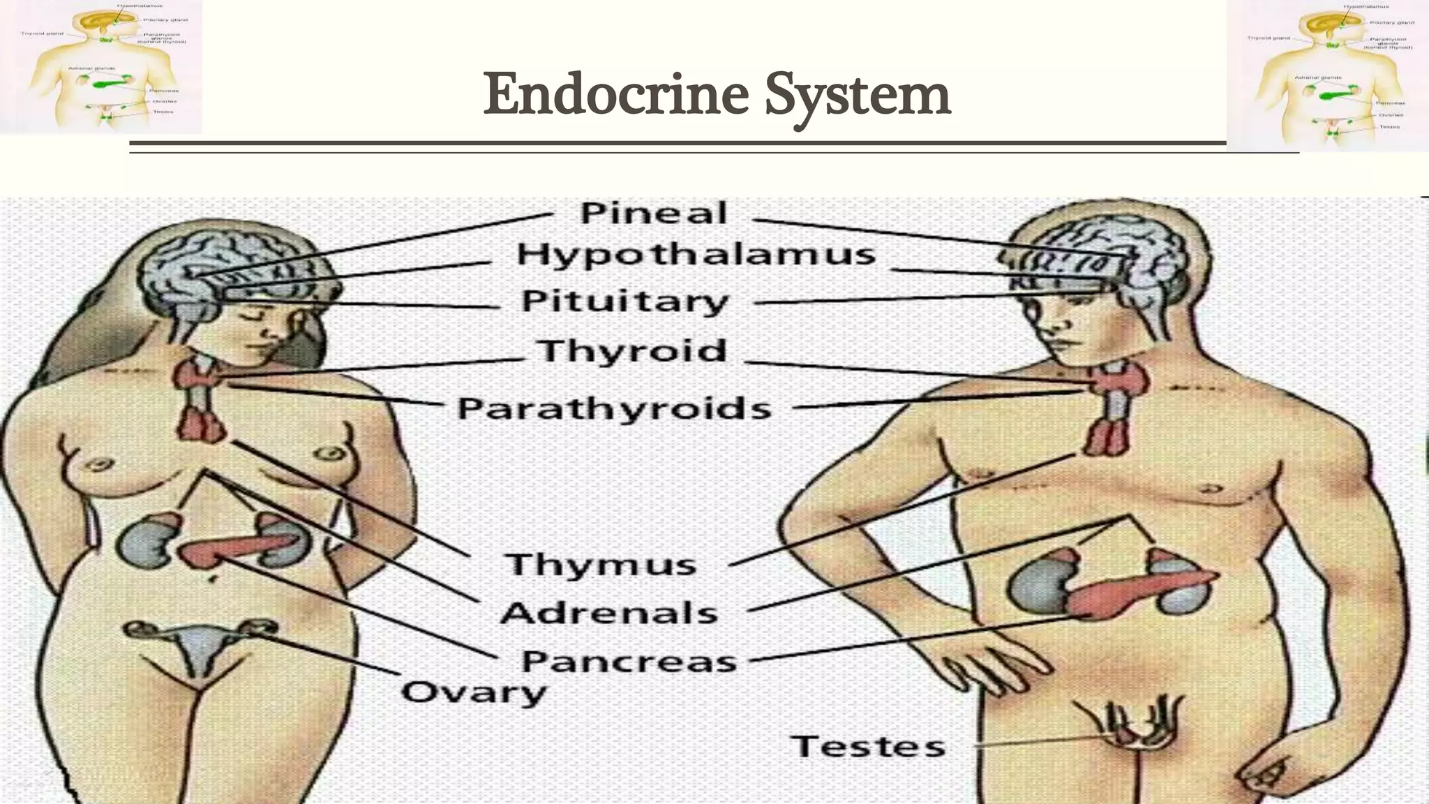 Endocrine System
 