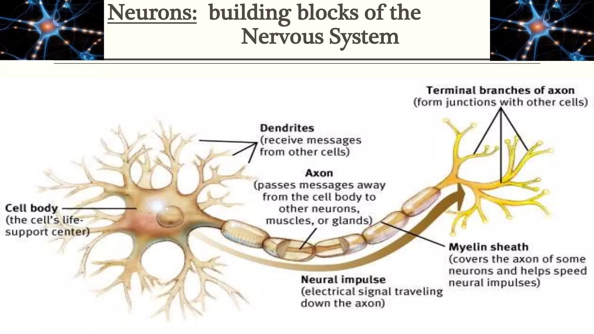 Neurons: building blocks of the
Nervous System
 
