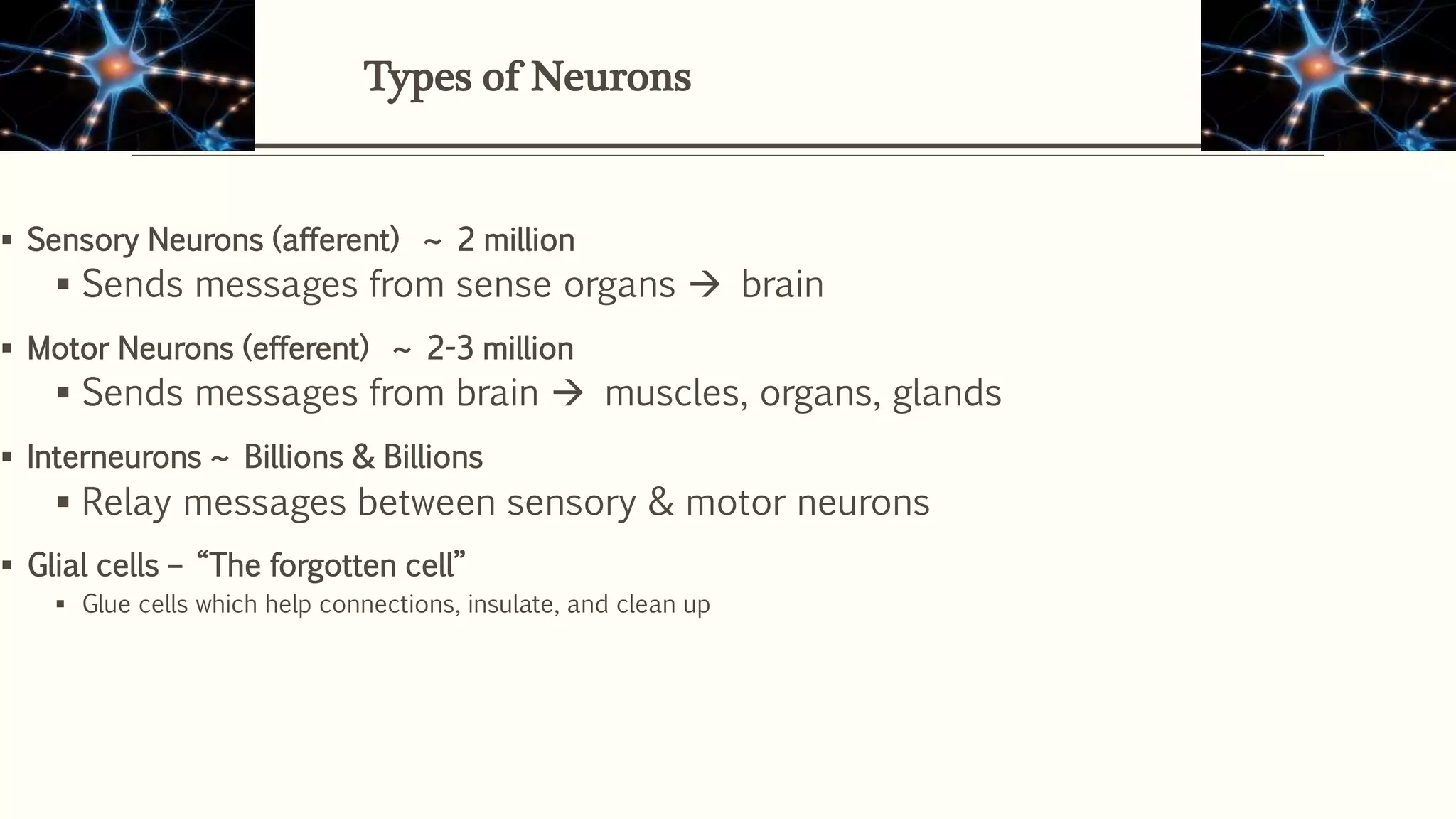 Types of Neurons
 Sensory Neurons (afferent) ~ 2 million
 Sends messages from sense organs  brain
 Motor Neurons (efferent) ~ 2-3 million
 Sends messages from brain  muscles, organs, glands
 Interneurons ~ Billions & Billions
 Relay messages between sensory & motor neurons
 Glial cells – “The forgotten cell”
 Glue cells which help connections, insulate, and clean up
 