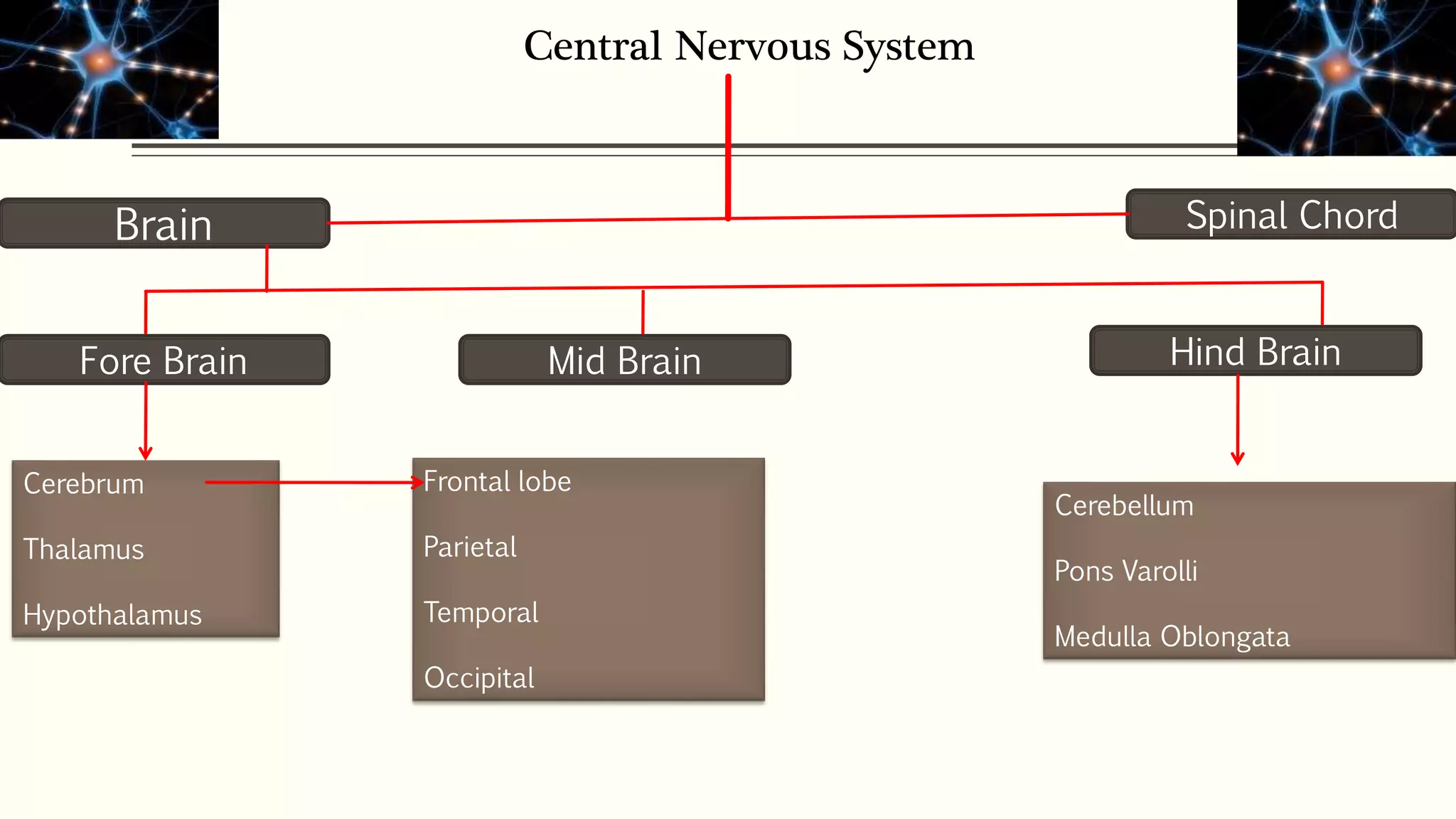 Central Nervous System
Brain Spinal Chord
Fore Brain Mid Brain Hind Brain
Cerebrum
Thalamus
Hypothalamus
Frontal lobe
Parietal
Temporal
Occipital
Cerebellum
Pons Varolli
Medulla Oblongata
 