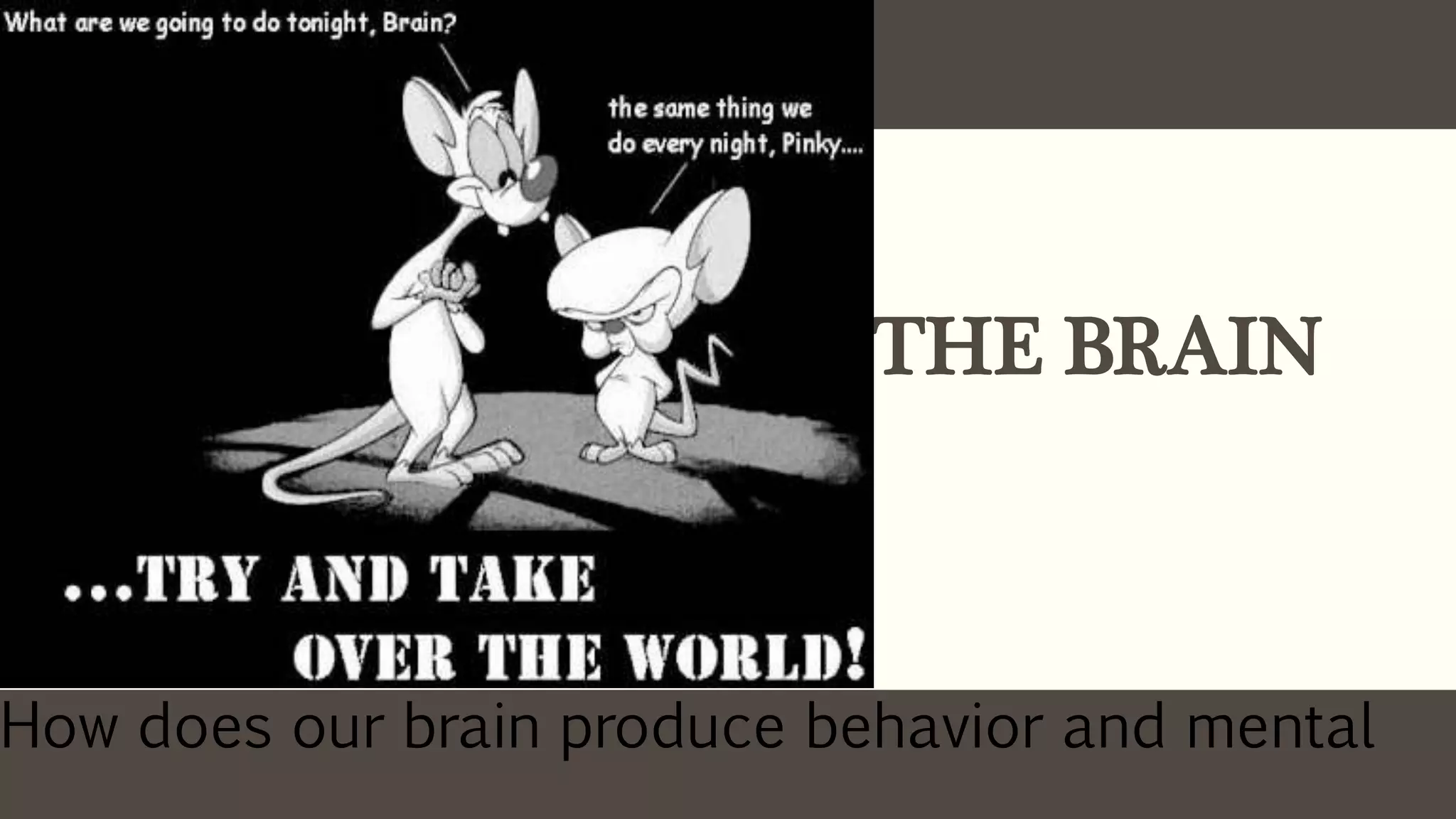 THE BRAIN
How does our brain produce behavior and mental
processes?
 