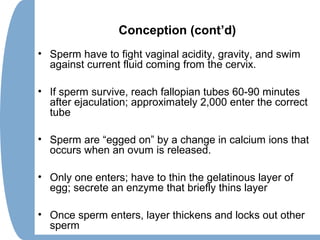 Conception (cont’d)
• Sperm have to fight vaginal acidity, gravity, and swim
against current fluid coming from the cervix.
• If sperm survive, reach fallopian tubes 60-90 minutes
after ejaculation; approximately 2,000 enter the correct
tube
• Sperm are “egged on” by a change in calcium ions that
occurs when an ovum is released.
• Only one enters; have to thin the gelatinous layer of
egg; secrete an enzyme that briefly thins layer
• Once sperm enters, layer thickens and locks out other
sperm
 