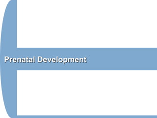 Prenatal DevelopmentPrenatal Development
 