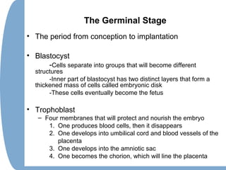 The Germinal Stage
• The period from conception to implantation
• Blastocyst
-Cells separate into groups that will become different
structures
-Inner part of blastocyst has two distinct layers that form a
thickened mass of cells called embryonic disk
-These cells eventually become the fetus
• Trophoblast
– Four membranes that will protect and nourish the embryo
1. One produces blood cells, then it disappears
2. One develops into umbilical cord and blood vessels of the
placenta
3. One develops into the amniotic sac
4. One becomes the chorion, which will line the placenta
 