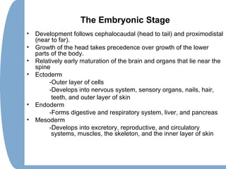 The Embryonic Stage
• Development follows cephalocaudal (head to tail) and proximodistal
(near to far).
• Growth of the head takes precedence over growth of the lower
parts of the body.
• Relatively early maturation of the brain and organs that lie near the
spine
• Ectoderm
-Outer layer of cells
-Develops into nervous system, sensory organs, nails, hair,
teeth, and outer layer of skin
• Endoderm
-Forms digestive and respiratory system, liver, and pancreas
• Mesoderm
-Develops into excretory, reproductive, and circulatory
systems, muscles, the skeleton, and the inner layer of skin
 