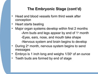 The Embryonic Stage (cont’d)
• Head and blood vessels form third week after
conception
• Heart starts beating
• Major organ systems develop within first 2 months
-Arm buds and legs appear by end of 1st
month
-Eyes, ears, nose, and mouth take shape
-Nervous system and brain begins to develop
• During 2nd
month, nervous system begins to send
messages
• Embryo is 1 inch long and weighs 1/30th
of an ounce
• Teeth buds are formed by end of stage
 