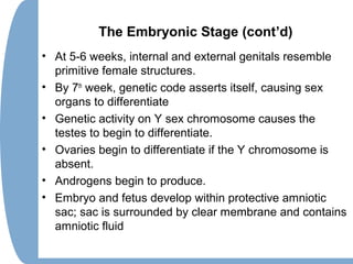 The Embryonic Stage (cont’d)
• At 5-6 weeks, internal and external genitals resemble
primitive female structures.
• By 7th
week, genetic code asserts itself, causing sex
organs to differentiate
• Genetic activity on Y sex chromosome causes the
testes to begin to differentiate.
• Ovaries begin to differentiate if the Y chromosome is
absent.
• Androgens begin to produce.
• Embryo and fetus develop within protective amniotic
sac; sac is surrounded by clear membrane and contains
amniotic fluid
 