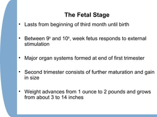 The Fetal Stage
• Lasts from beginning of third month until birth
• Between 9th
and 10th
, week fetus responds to external
stimulation
• Major organ systems formed at end of first trimester
• Second trimester consists of further maturation and gain
in size
• Weight advances from 1 ounce to 2 pounds and grows
from about 3 to 14 inches
 
