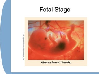 Fetal Stage
 