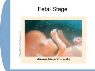Fetal Stage
 