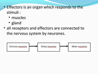 Chapter 2: Body Coordination | PPT