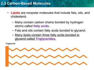 2.3 Carbon-Based Molecules
– Many contain carbon chains bonded by hydrogen
atoms called fatty acids.
– Fats and oils contain fatty acids bonded to glycerol.
– Many lipids contain three fatty acids bonded to
glycerol called Triglycerides.
• Lipids are nonpolar molecules that include fats, oils, and
cholesterol.
Triglyceride
 