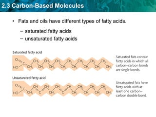 2.3 Carbon-Based Molecules
• Fats and oils have different types of fatty acids.
– saturated fatty acids
– unsaturated fatty acids
 