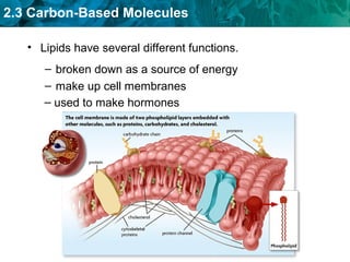 2.3 Carbon-Based Molecules
• Lipids have several different functions.
– broken down as a source of energy
– make up cell membranes
– used to make hormones
 