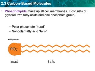 2.3 Carbon-Based Molecules
• Phospholipids make up all cell membranes. It consists of
glycerol, two fatty acids and one phosphate group.
– Polar phosphate “head”
– Nonpolar fatty acid “tails”
Phospholipid
 