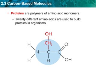 2.3 Carbon-Based Molecules
• Proteins are polymers of amino acid monomers.
– Twenty different amino acids are used to build
proteins in organisms.
 