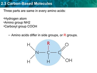 2.3 Carbon-Based Molecules
– Amino acids differ in side groups, or R groups.
Three parts are same in every amino acids:
•Hydrogen atom
•Amino group NH2
•Carboxyl group COOH
 