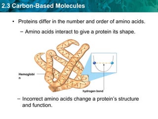 2.3 Carbon-Based Molecules
• Proteins differ in the number and order of amino acids.
– Amino acids interact to give a protein its shape.
– Incorrect amino acids change a protein’s structure
and function.
hydrogen bond
Hemoglobi
n
 