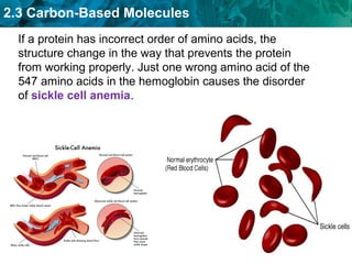 2.3 Carbon-Based Molecules
If a protein has incorrect order of amino acids, the
structure change in the way that prevents the protein
from working properly. Just one wrong amino acid of the
547 amino acids in the hemoglobin causes the disorder
of sickle cell anemia.
 