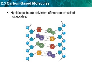 2.3 Carbon-Based Molecules
• Nucleic acids are polymers of monomers called
nucleotides.
 