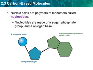 2.3 Carbon-Based Molecules
– Nucleotides are made of a sugar, phosphate
group, and a nitrogen base.
A phosphate group nitrogen-containing molecule,
called a base
deoxyribose (sugar)
• Nucleic acids are polymers of monomers called
nucleotides.
 
