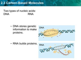 2.3 Carbon-Based Molecules
– DNA stores genetic
information to make
proteins.
– RNA builds proteins.
DNA
RNA
Two types of nucleic acids:
DNA RNA
 