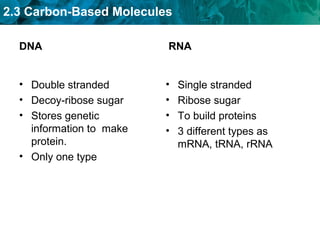 2.3 Carbon-Based Molecules
DNA
• Double stranded
• Decoy-ribose sugar
• Stores genetic
information to make
protein.
• Only one type
RNA
• Single stranded
• Ribose sugar
• To build proteins
• 3 different types as
mRNA, tRNA, rRNA
 