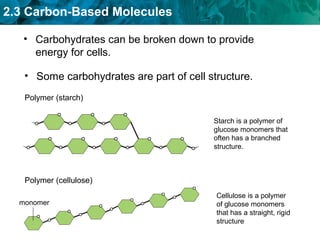 2.3 Carbon-Based Molecules
• Carbohydrates can be broken down to provide
energy for cells.
• Some carbohydrates are part of cell structure.
Polymer (starch)
Starch is a polymer of
glucose monomers that
often has a branched
structure.
Polymer (cellulose)
Cellulose is a polymer
of glucose monomers
that has a straight, rigid
structure
monomer
 