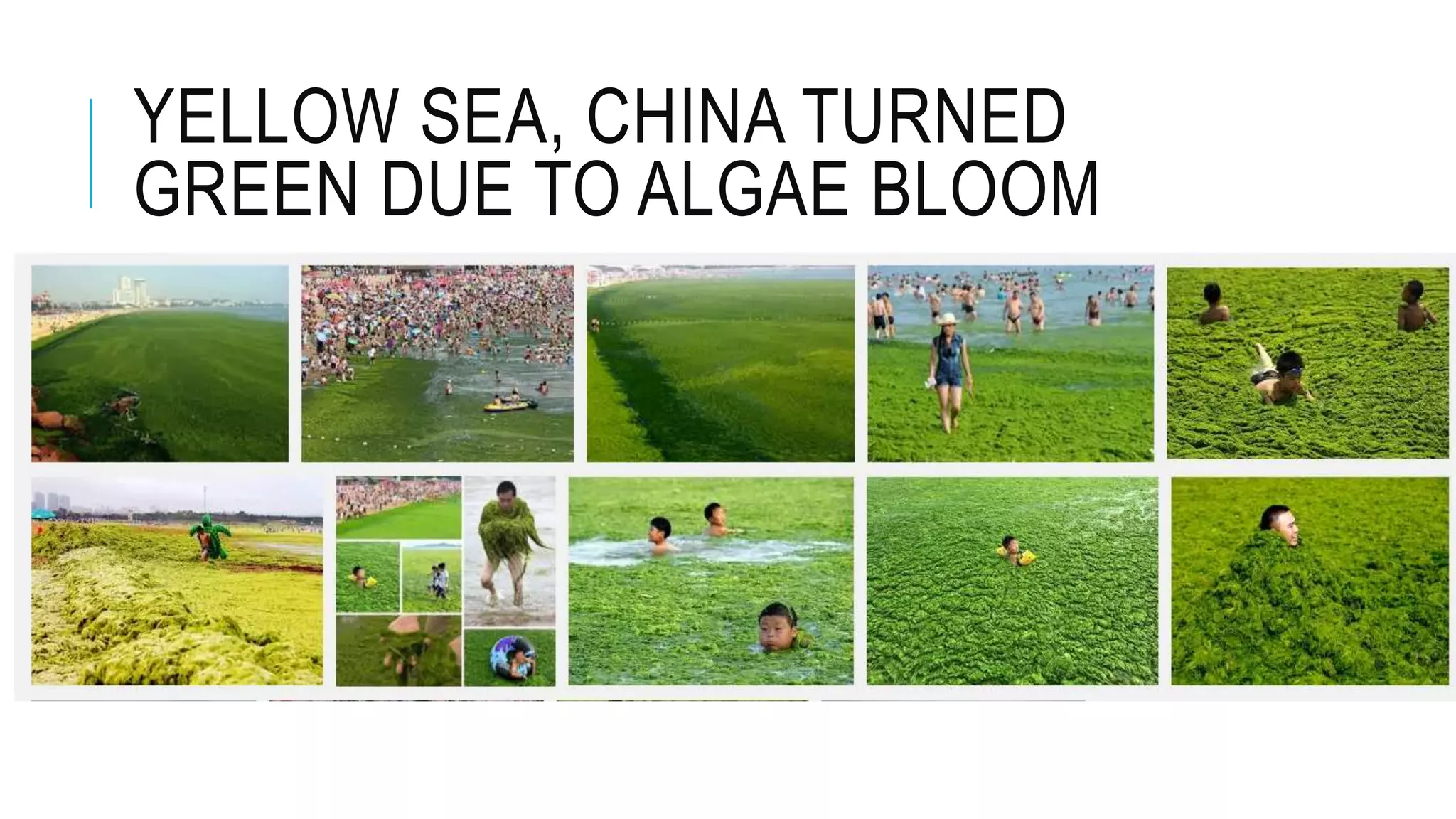 YELLOW SEA, CHINA TURNED
GREEN DUE TO ALGAE BLOOM
 