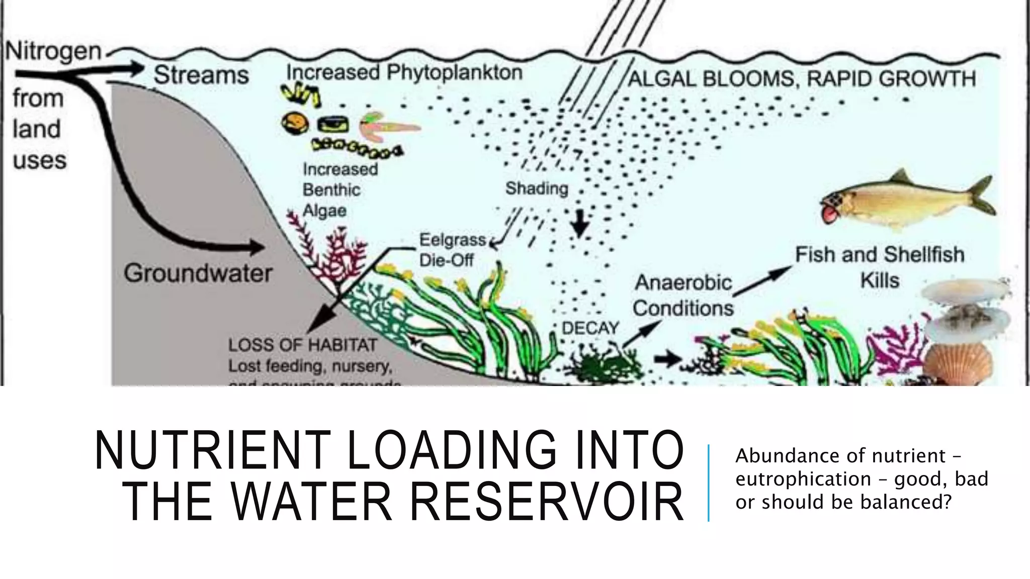 NUTRIENT LOADING INTO
THE WATER RESERVOIR
Abundance of nutrient –
eutrophication – good, bad
or should be balanced?
 