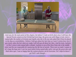 And now, for the main point of this chapter, the babies!! I took no birth shots since I still have the
Special Events camera on but Orchid had twin boys, the green one with Mags is Leto. Leto is
named after the mother of Artemis and Apollo, also she is the one who asked that Orion be placed
in the sky as a constellation. I believe I told you about her last time so I won't review here, but if
you insist, when the heir shots are ready I will tell you all about her then. And his twin, Lachesis
in Dee's arms is also named after a female. Lachesis is one of the three Fates she is the middle
sister and the one responsible for measuring the life line of morals. There were no male L names so
let's hope the boys won't care too much about being named after girls. Leto got the green skin and
black alien eyes, I was so happy that the custom genetics can be overcome...let's hope he doesn't
get Neil's nose though....
 