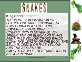 https://techteacherwithallsolutions.com/ 15
King Cobra
THE MOST FAMOUS AND MOST
FEARED ONE SNAKE IN INDIA. THE
KING COBRA IS A LARGE AND
POWERFUL SNAKE.KING
COBRAS SKIN IS EITHER OLIVE-
GREEN, TAN, OR BLACK AND IT HAS
FAINT, PALE YELLOW CROSS BANDS
DOWN THE LENGTH OF THE BODY. THE
BELLY IS CREAM OR PALE YELLOW,
AND THE SCALES ARE
SMOOTH.PEOPLE TREAT KING COBRA
AS GOD IN INDIA.
 