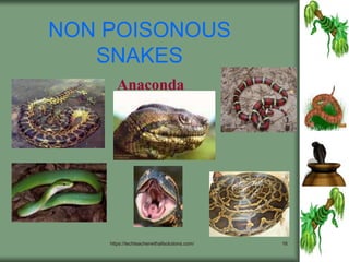 https://techteacherwithallsolutions.com/ 16
NON POISONOUS
SNAKES
Anaconda
 